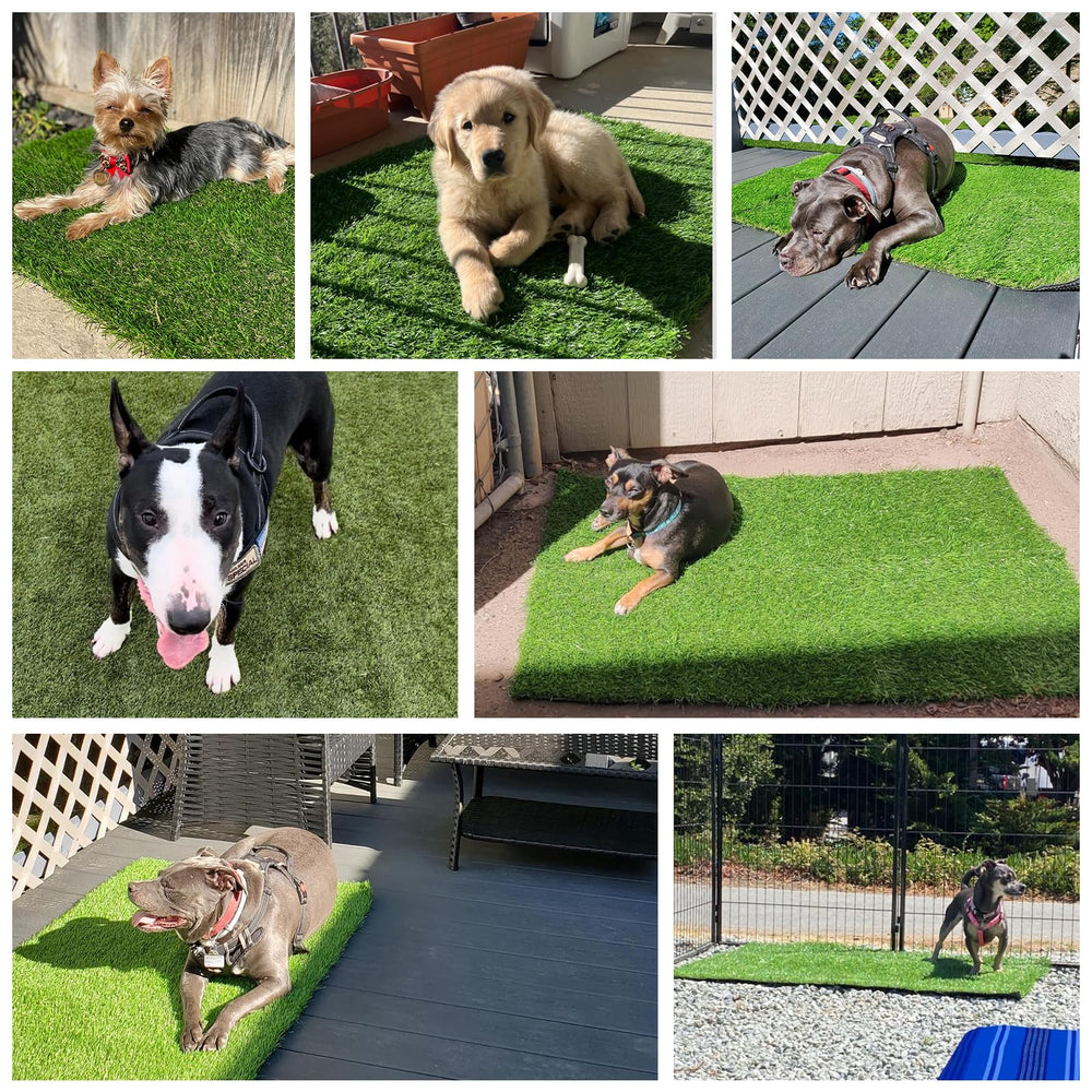 Yinoos balcony lifestyle with relaxed pet showing comfortable outdoor space