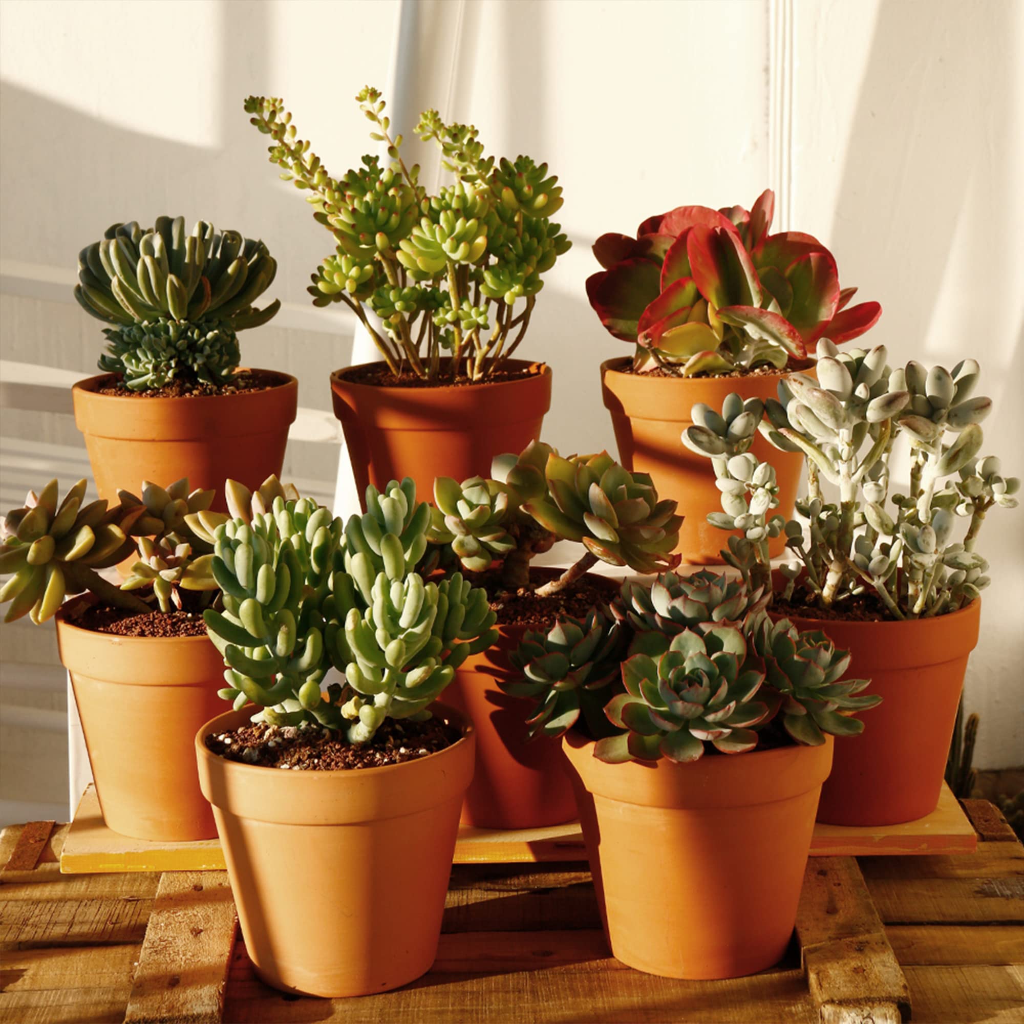 Yishang planter holding succulents on windowsill, compact green display