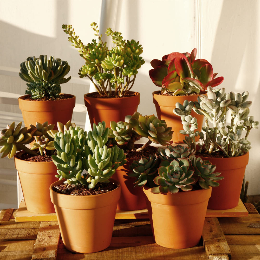 Yishang planter holding succulents on windowsill, compact green display