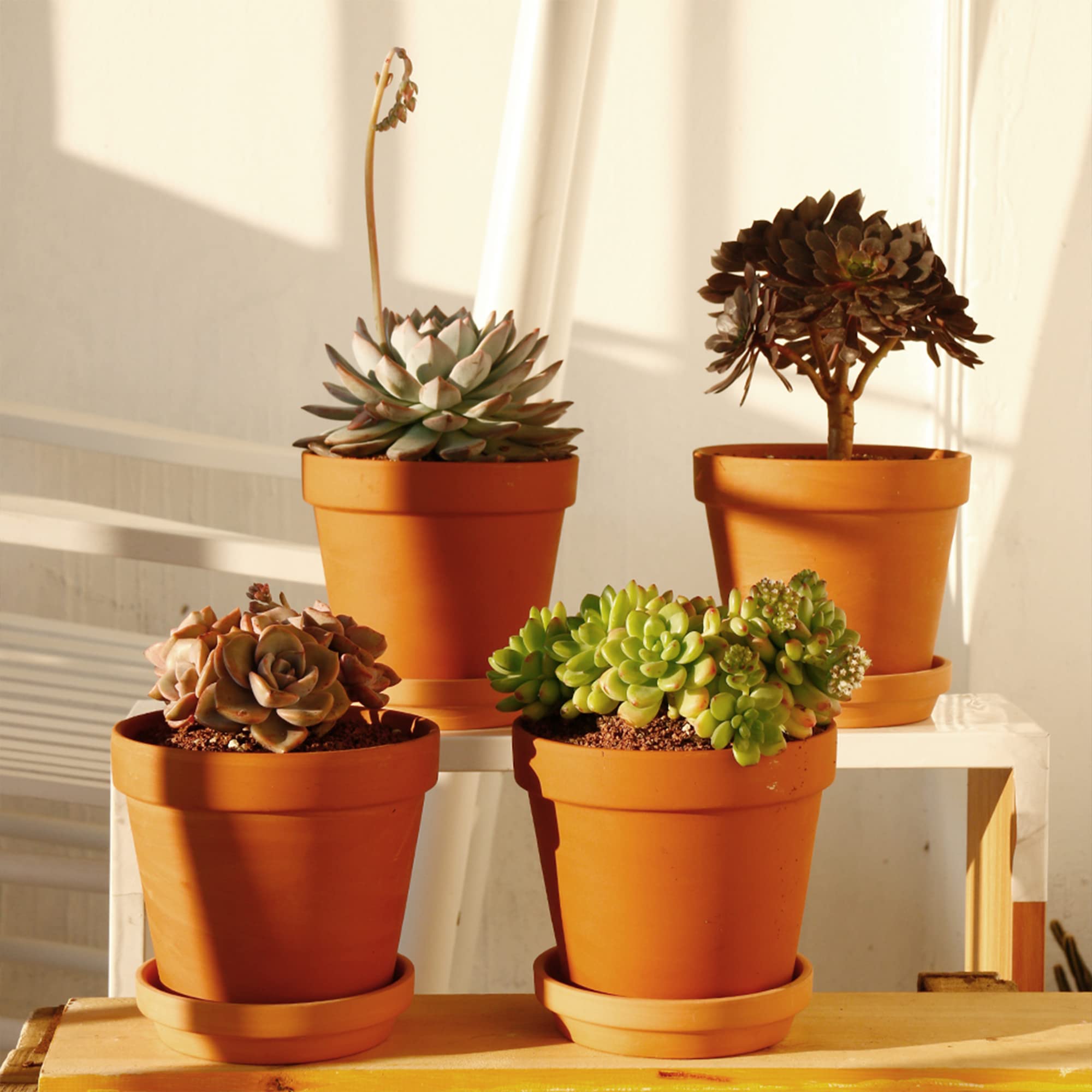 Yishang terracotta pot with succulent in use showing aesthetic and proper drainage
