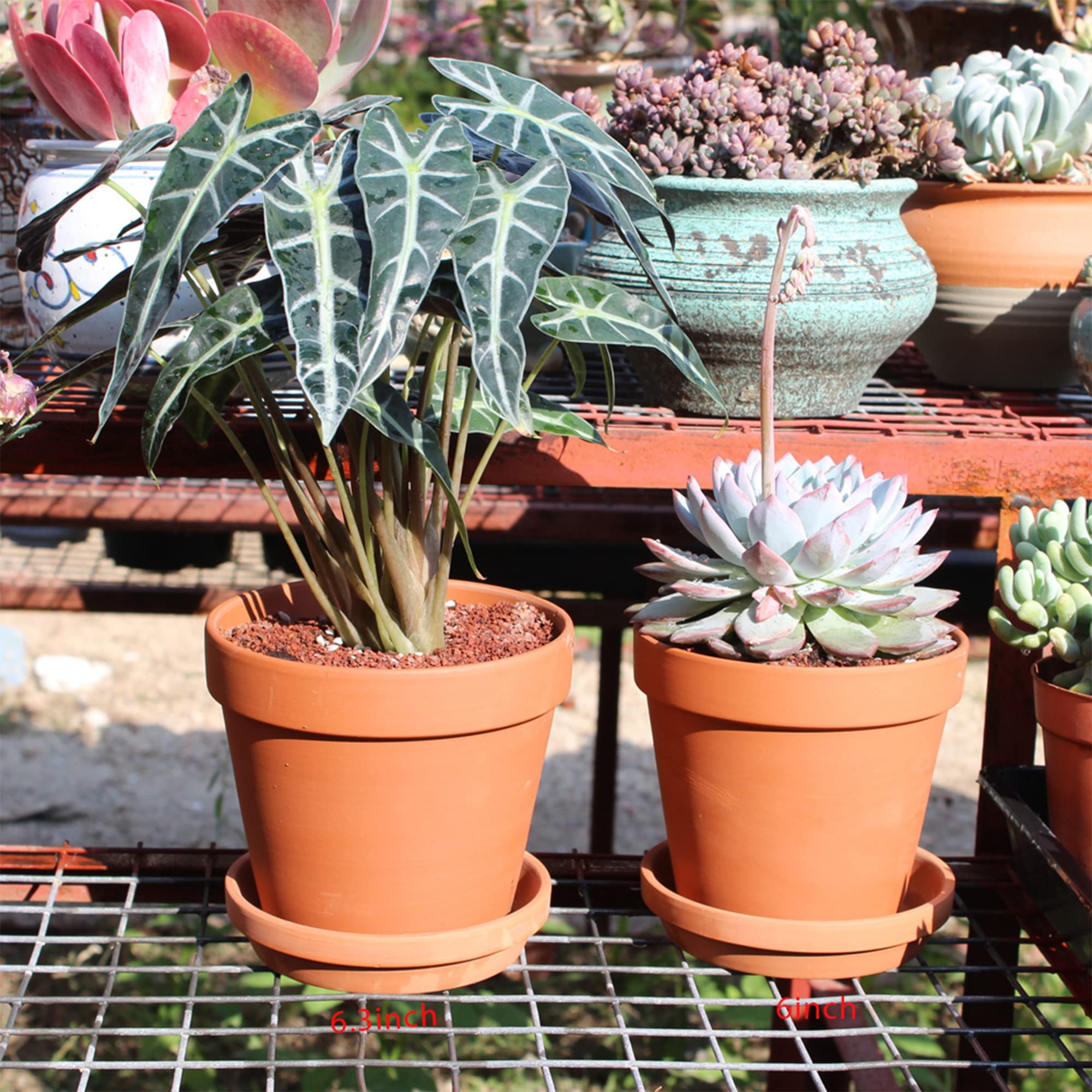 Yishang size comparison with herb plant demonstrating 6-inch pot scale and fit