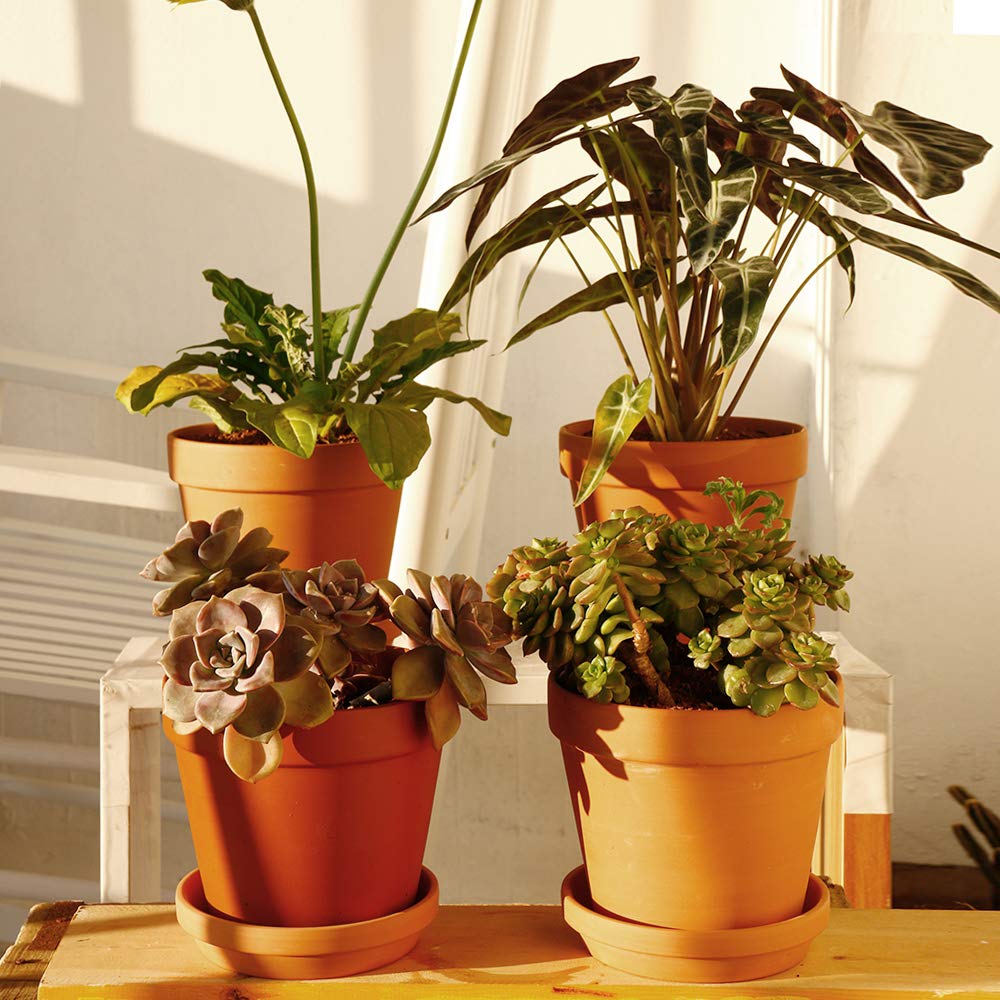 Yishang pots stacked beside a ruler to show 6.3 inch scale for proper plant sizing
