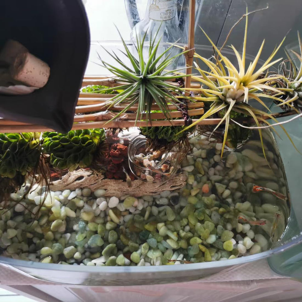 YISZM pebbles in glass terrarium demonstrating decorative layering benefit
