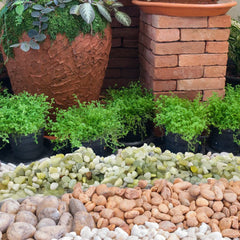 YISZM handful for scale showing 1/5-inch size useful for container plants
