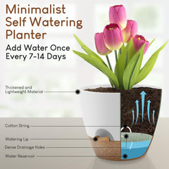 YNNICO demonstration of watering from bottom tray for reduced overwatering