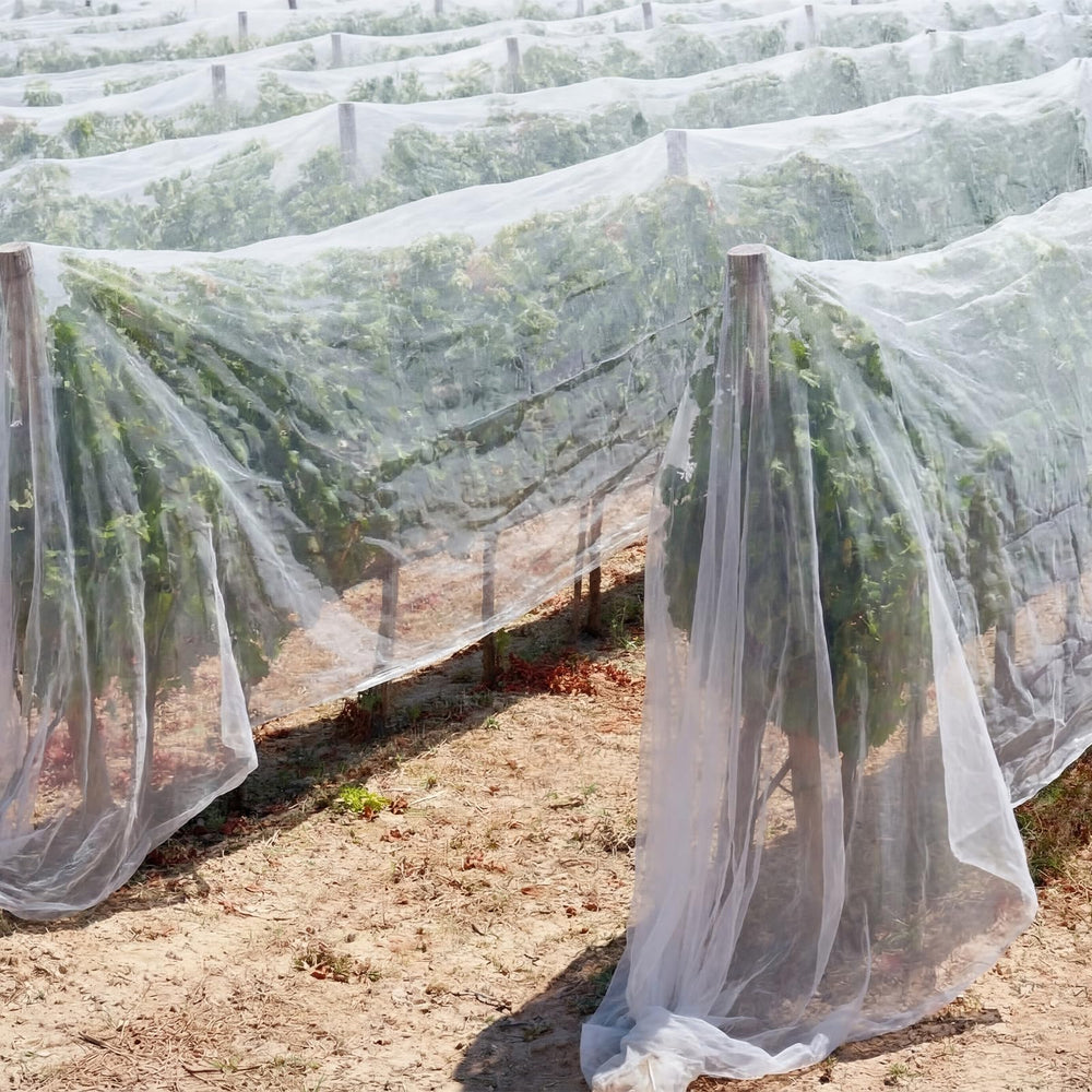 Yoojahow net shielding fruit tree preserves ripening fruit from birds