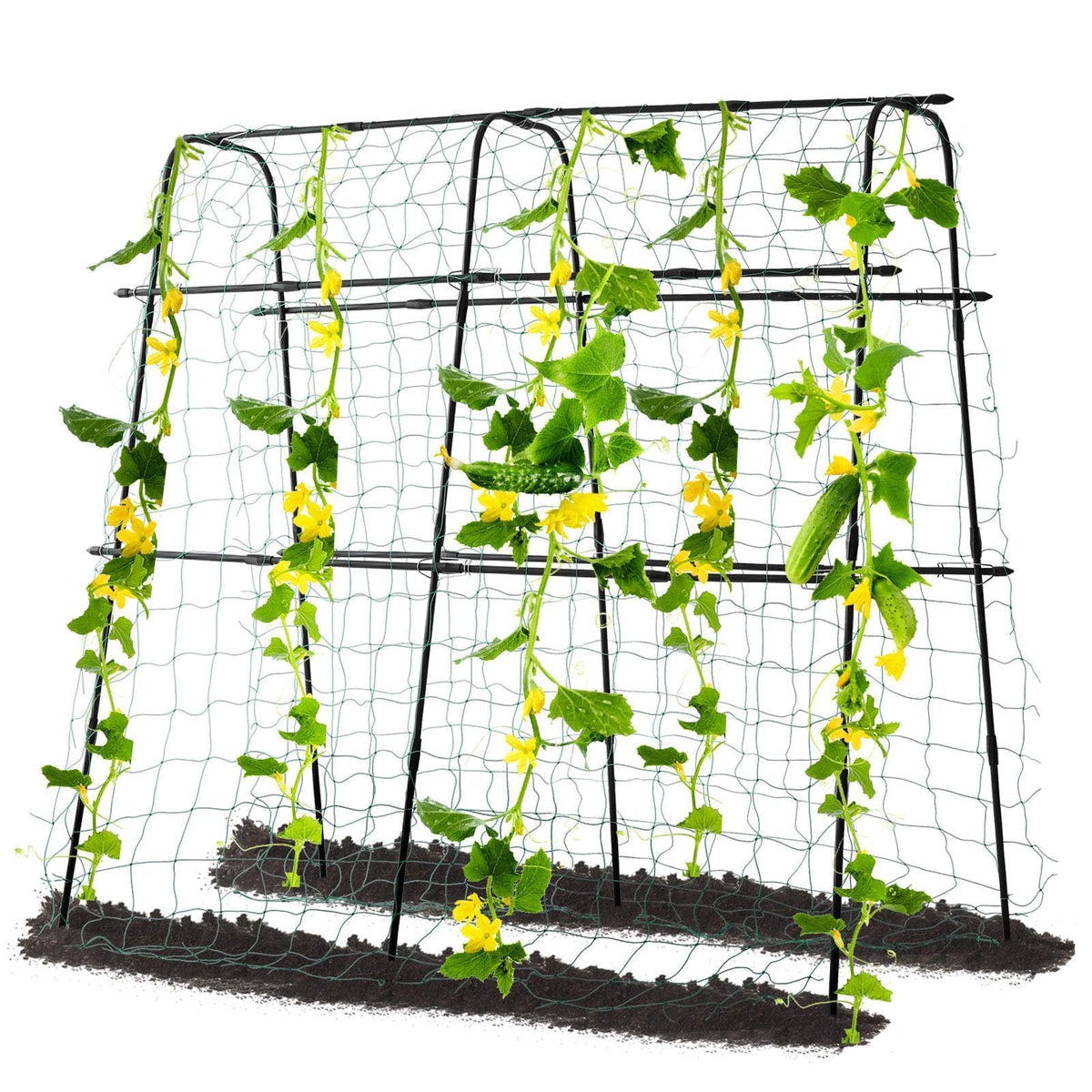 yotoworth front view in raised bed showing vertical space benefit
