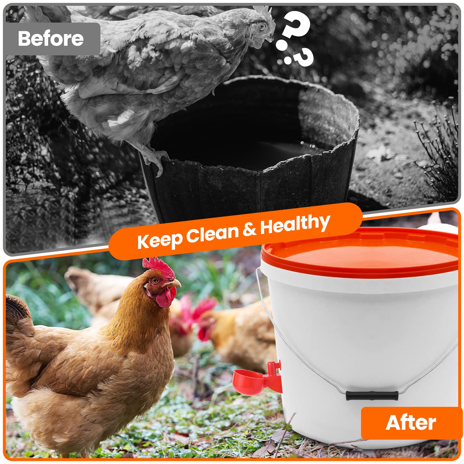 Chicken drinking from Yrangee cup showing reliable access and reduced spills benefit