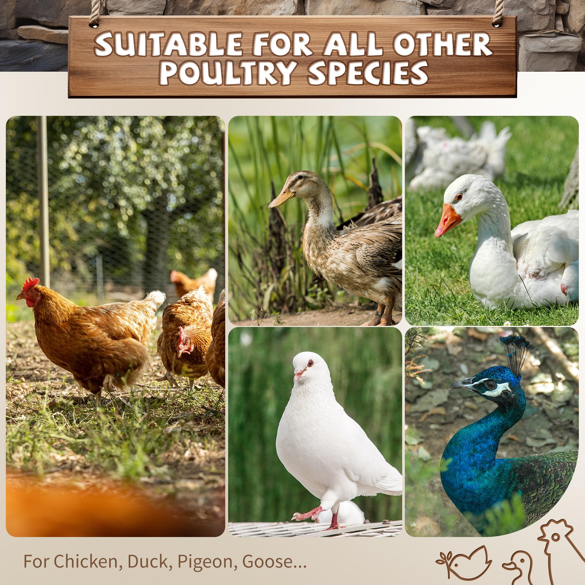 YUMEKA mounted in backyard coop lifestyle scene promoting healthy activity for flock