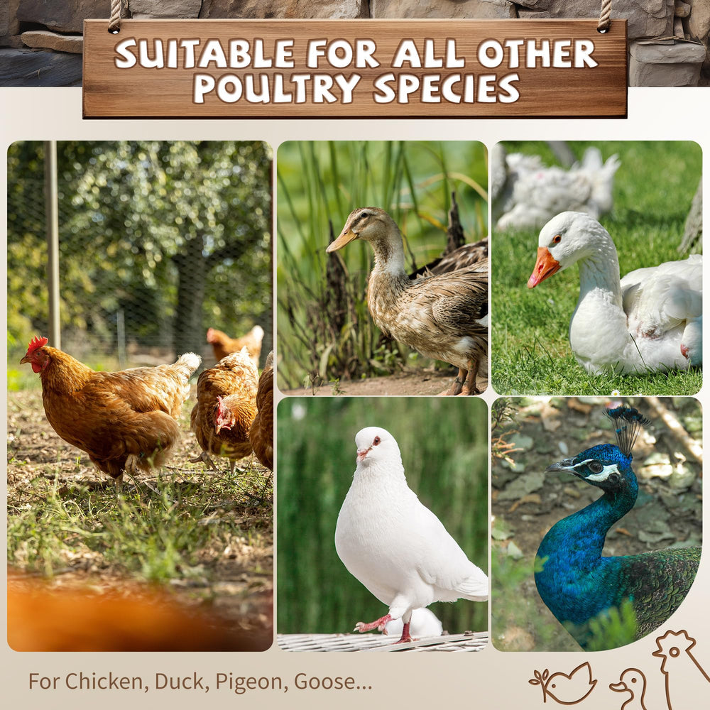YUMEKA mounted in backyard coop lifestyle scene promoting healthy activity for flock