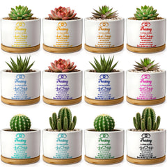 Yungyan front packaging showing full 12-piece nurse planter set — ideal bulk gifting