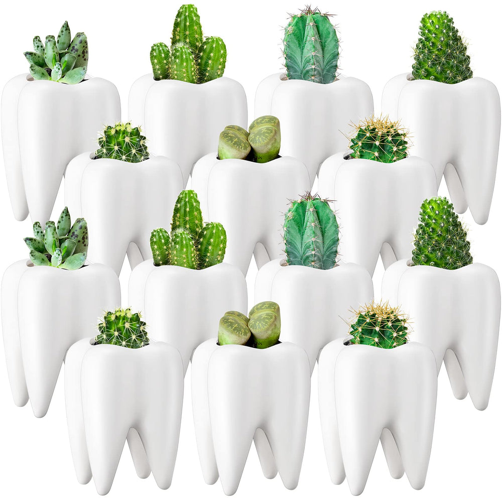 Yuxung tooth planter front view showing clean shape and neat presentation benefit