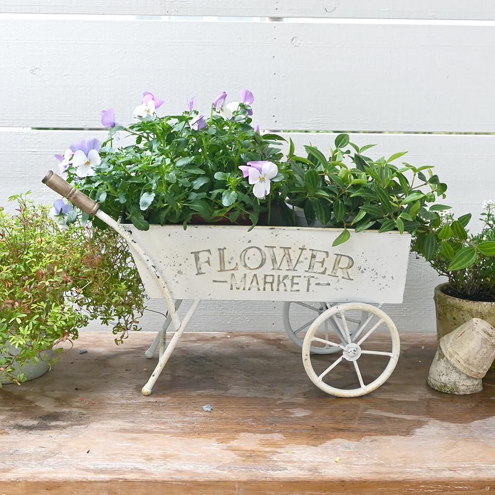 Z² BellaDecor beside standard pot showing scale and display capacity