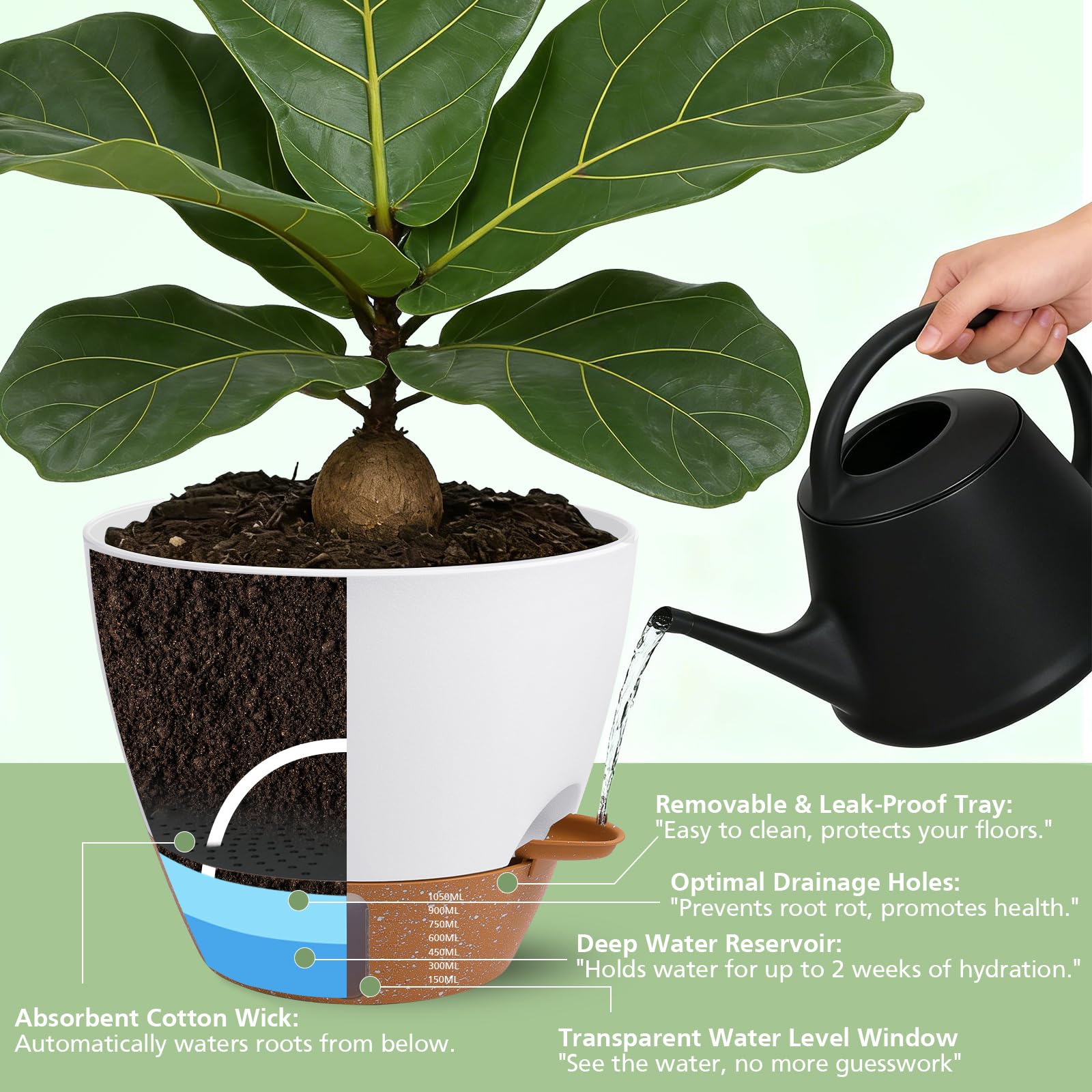 ZDZDFF removable saucer and reservoir shown for easy refilling and cleaning
