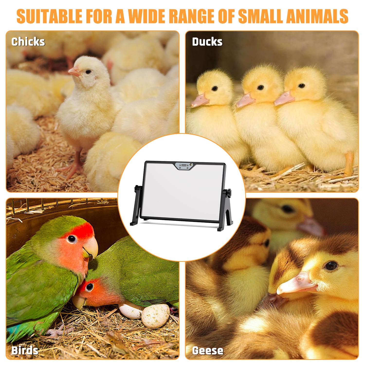 Zelvia brooder plate over chicks in brooder providing comfortable heat