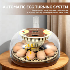 ZEMIRO CHARGE clear lid view with eggs visible for monitoring development without disturbance