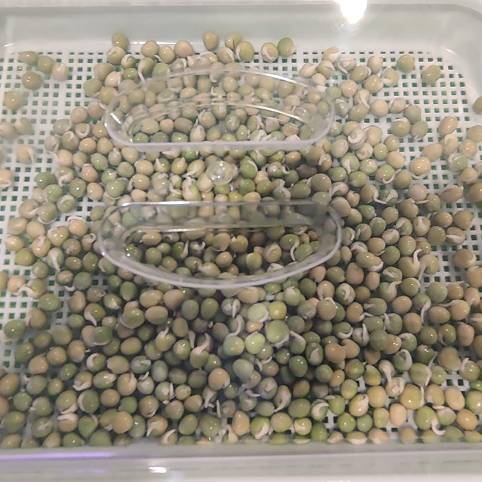 ZEONHAK tray next to a hand demonstrating size and large-capacity growing area