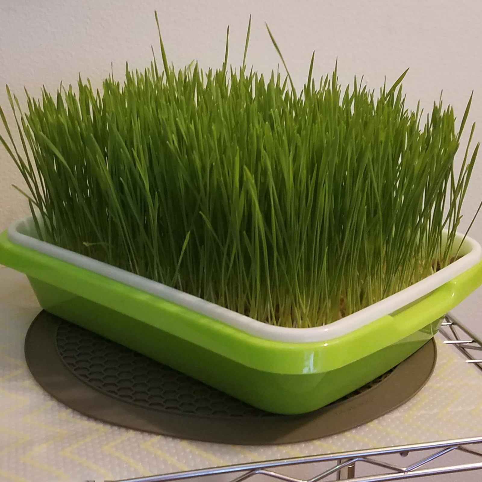ZEONHAK tray in use with wheatgrass showing dense growth and fast harvest benefit