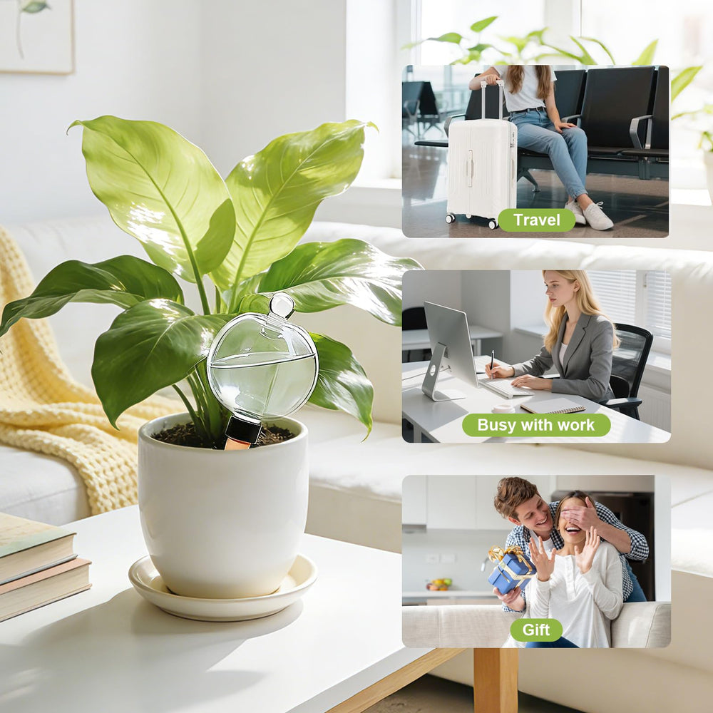 ZephyrBloom on indoor shelf lifestyle scene emphasizes low-maintenance plant care