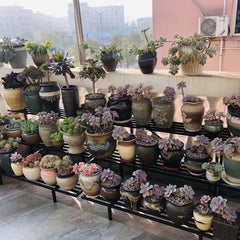 Zhongma stand arranged with potted plants showing organized display benefit