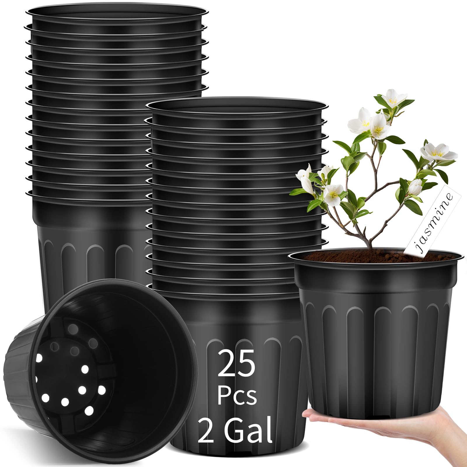 Ziliny front view of 25-pack pots showing quantity and value