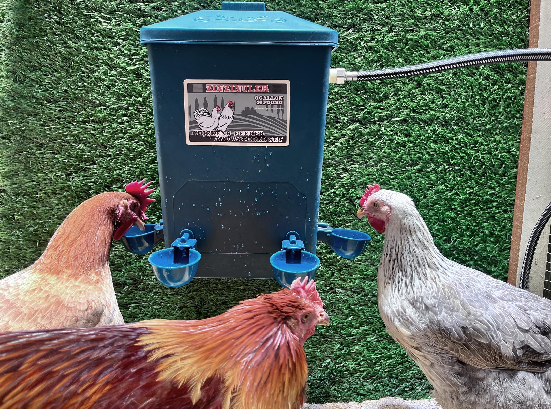 ZINZINULER hanging in coop scene keeping water off ground and cleaner