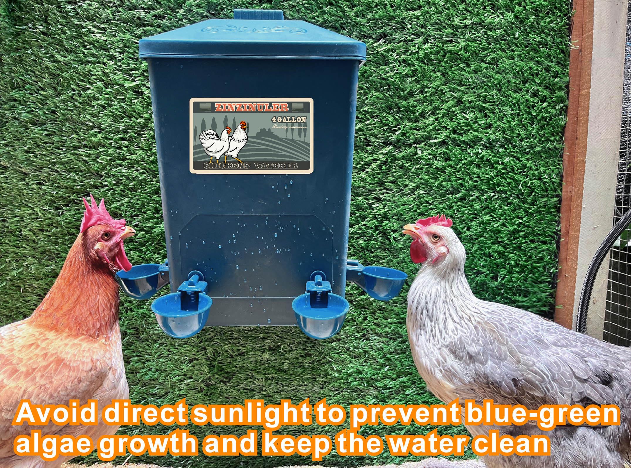 ZINZINULER next to a chicken to show scale and serving capacity benefit