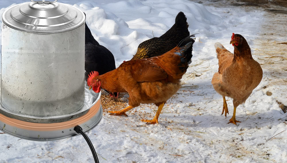 Zoblise in a winter livestock scene with chickens drinking showing freeze prevention benefit