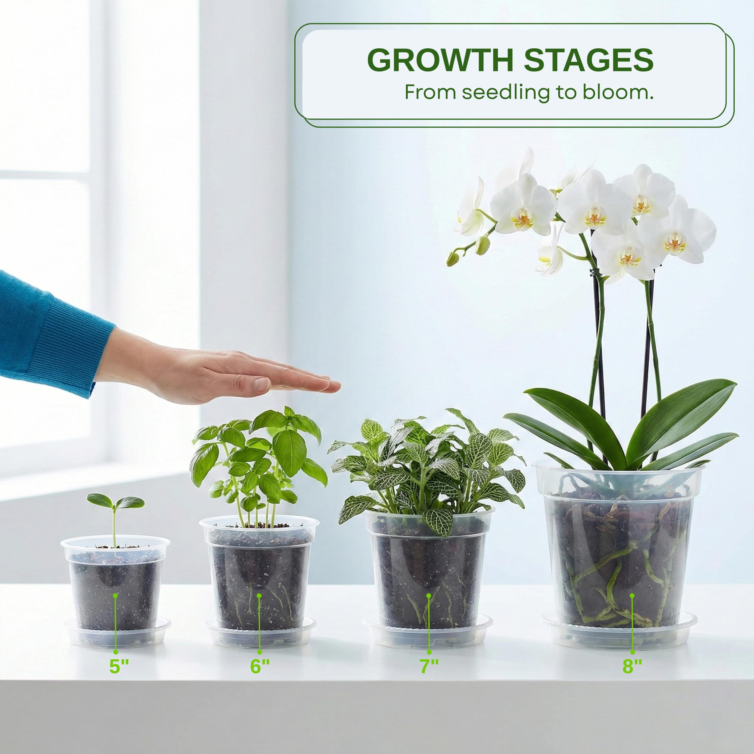 Zonara close-up of visible root development highlighting easy monitoring benefit