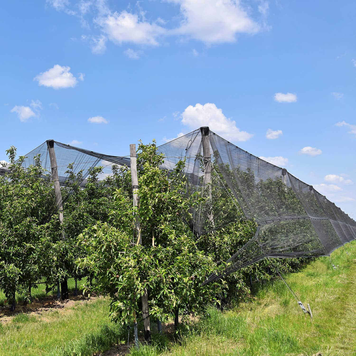 Zonon mesh beside ruler showing scale and large 9.84 x 98.43 ft coverage