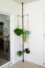 Zononoca hook supporting a hanging planter, demonstrates stable support for trailing foliage