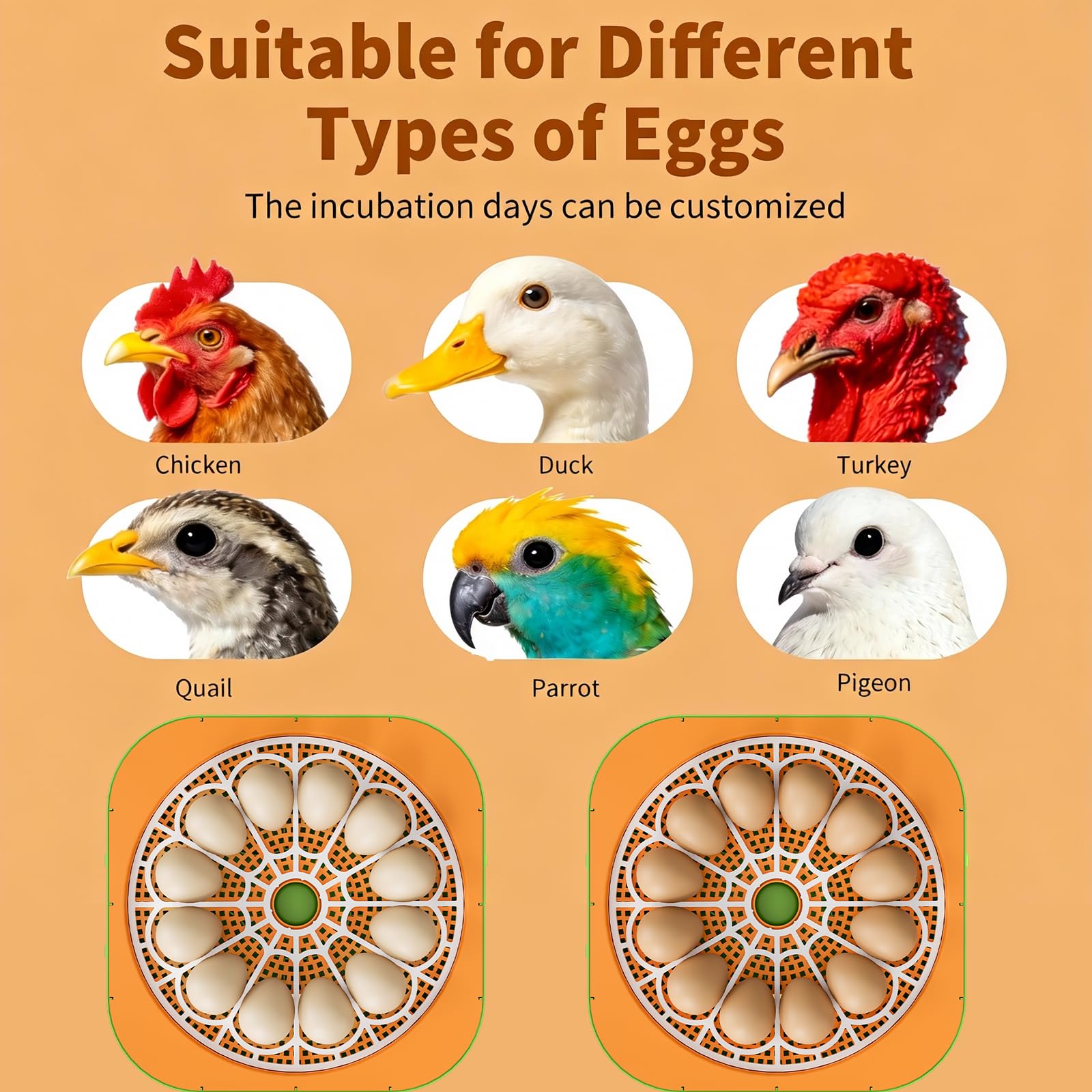 ZOZOO incubator in classroom setting encouraging hands-on learning and observation