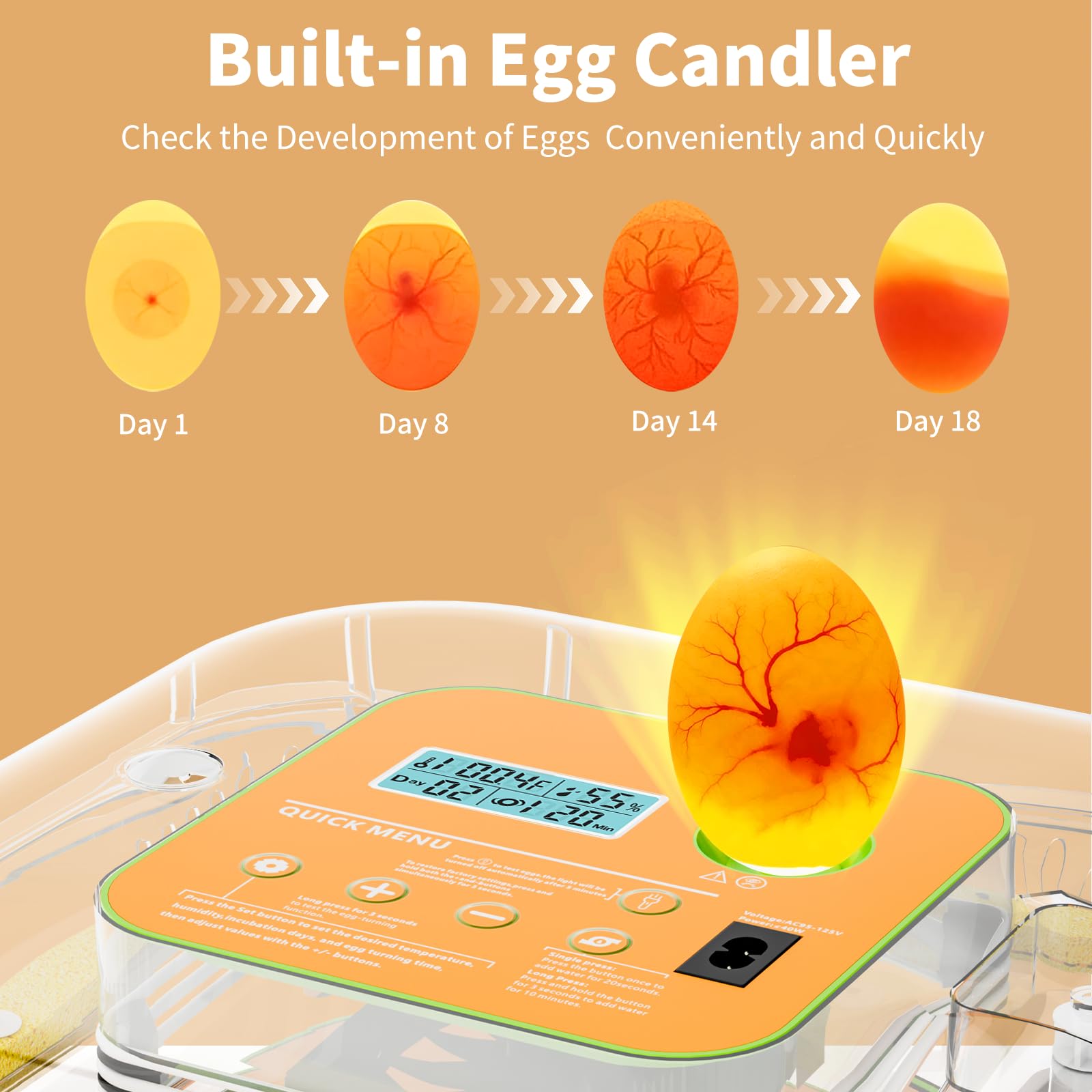 ZOZOO egg tray loaded with twelve eggs demonstrating capacity and organization