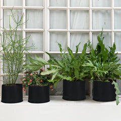 Zubebe fabric pot planted with tomato demonstrating healthier root growth benefit