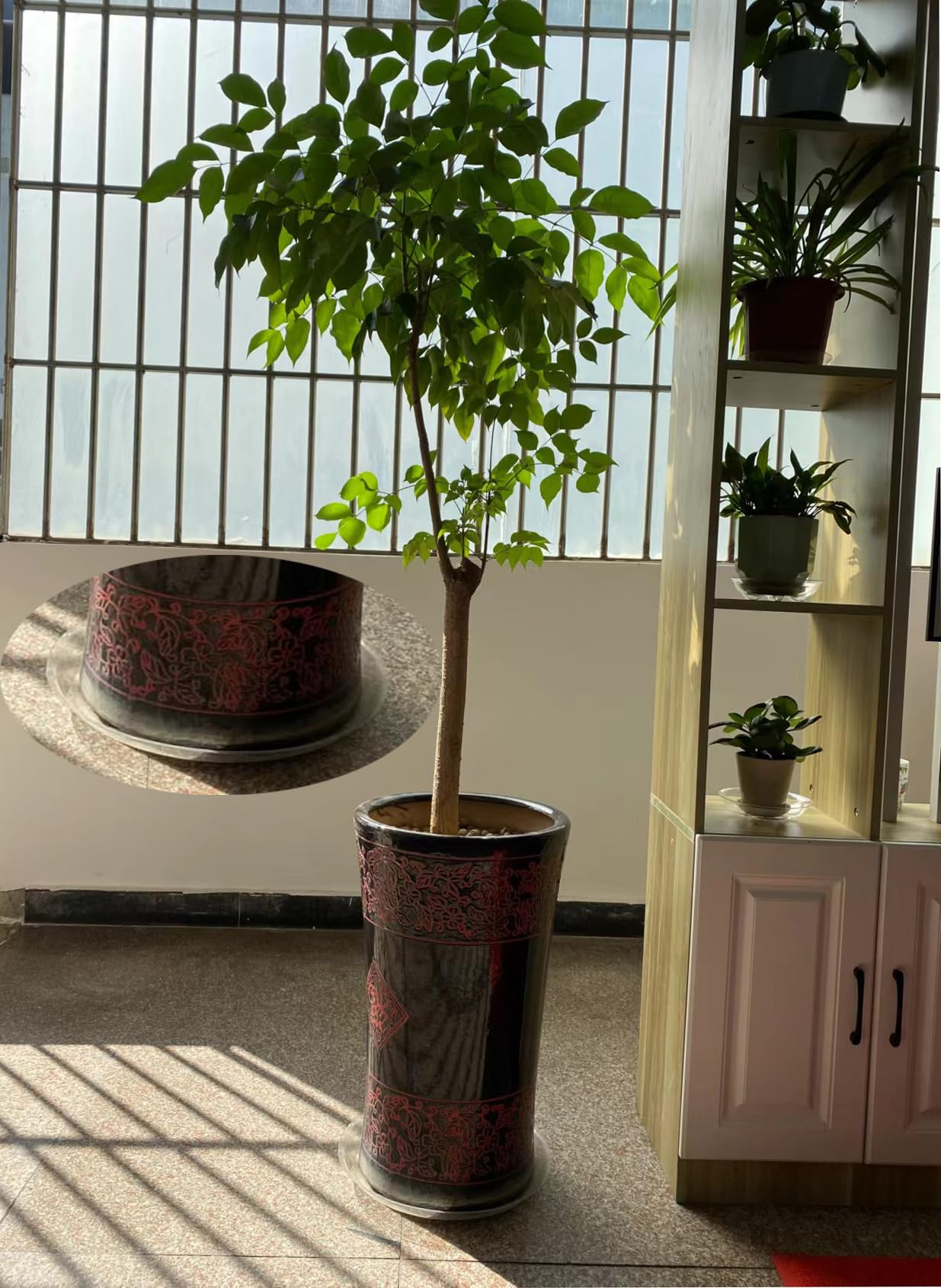 ZZPYXIA saucers under indoor plants showing surface protection and tidy display